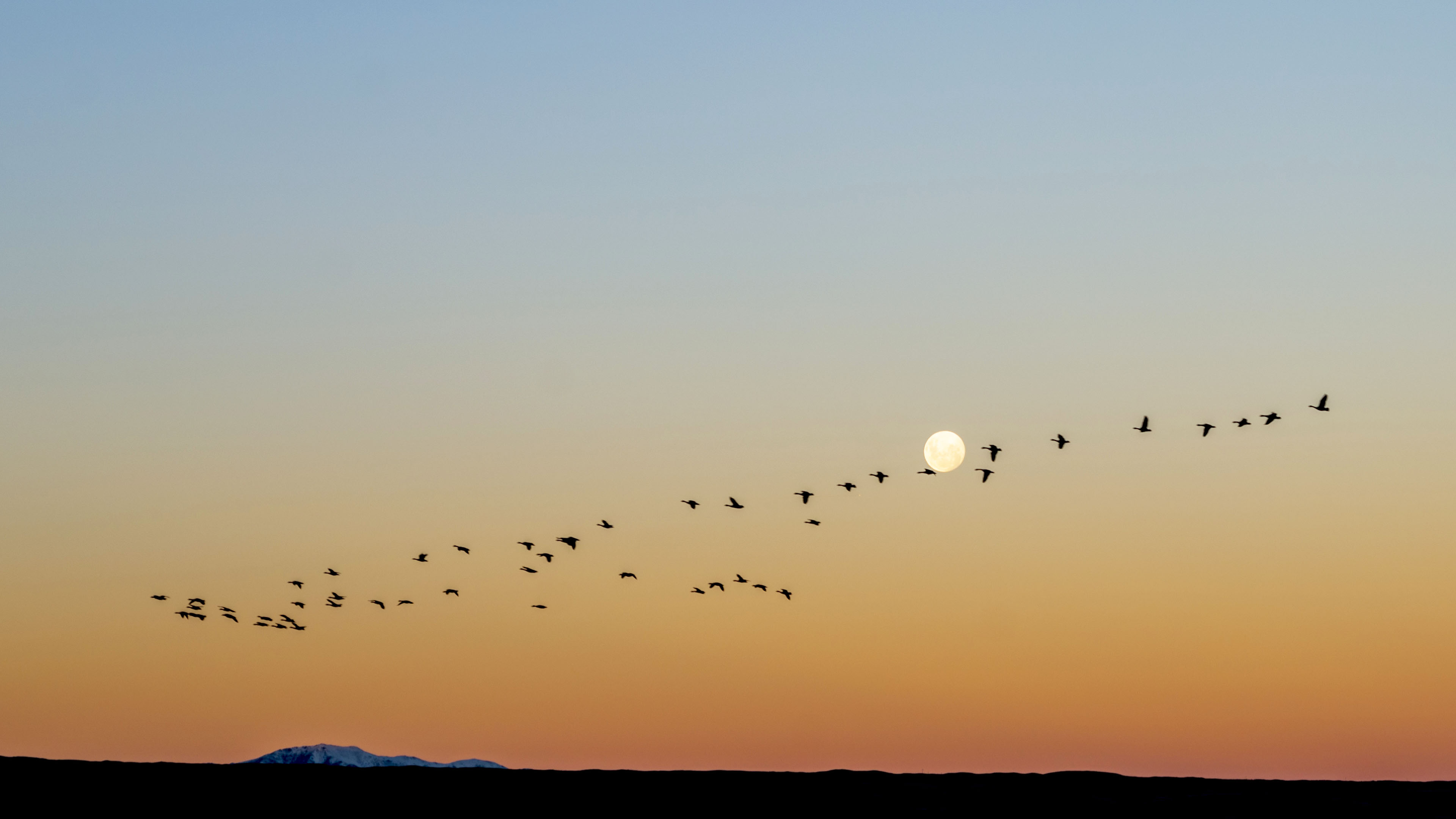 A flock of birds flies in a V formation.