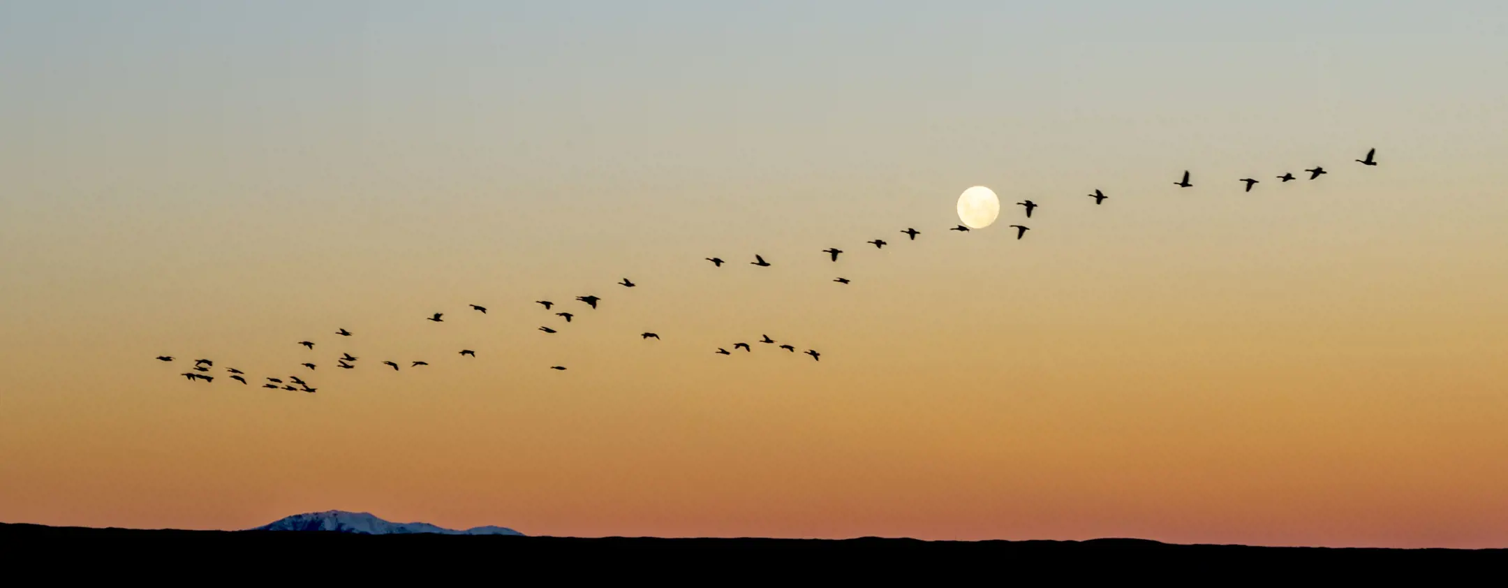A flock of birds flies in a V formation.