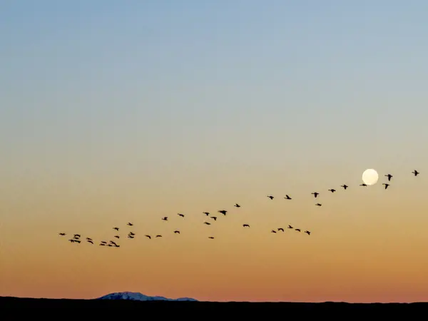 A flock of birds flies in a V formation.