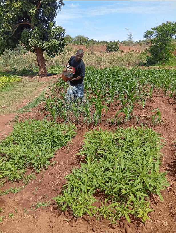 Picture of Flolotia captured while watering his crops using a watering cane in his irrigation farm in GVH sitima in Salima District.
