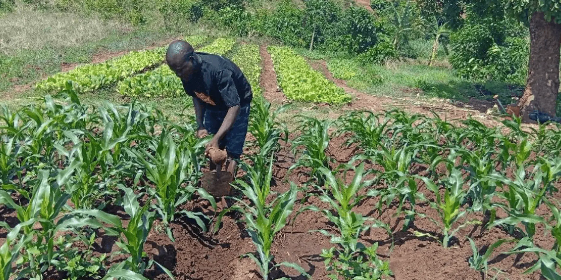 Picture of Folotia captured while maintaining the irrigation tunnel in his in his irrigation farm in GVH Sitima in Salima District.