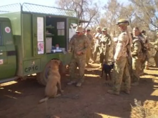 Explosive detection dogs