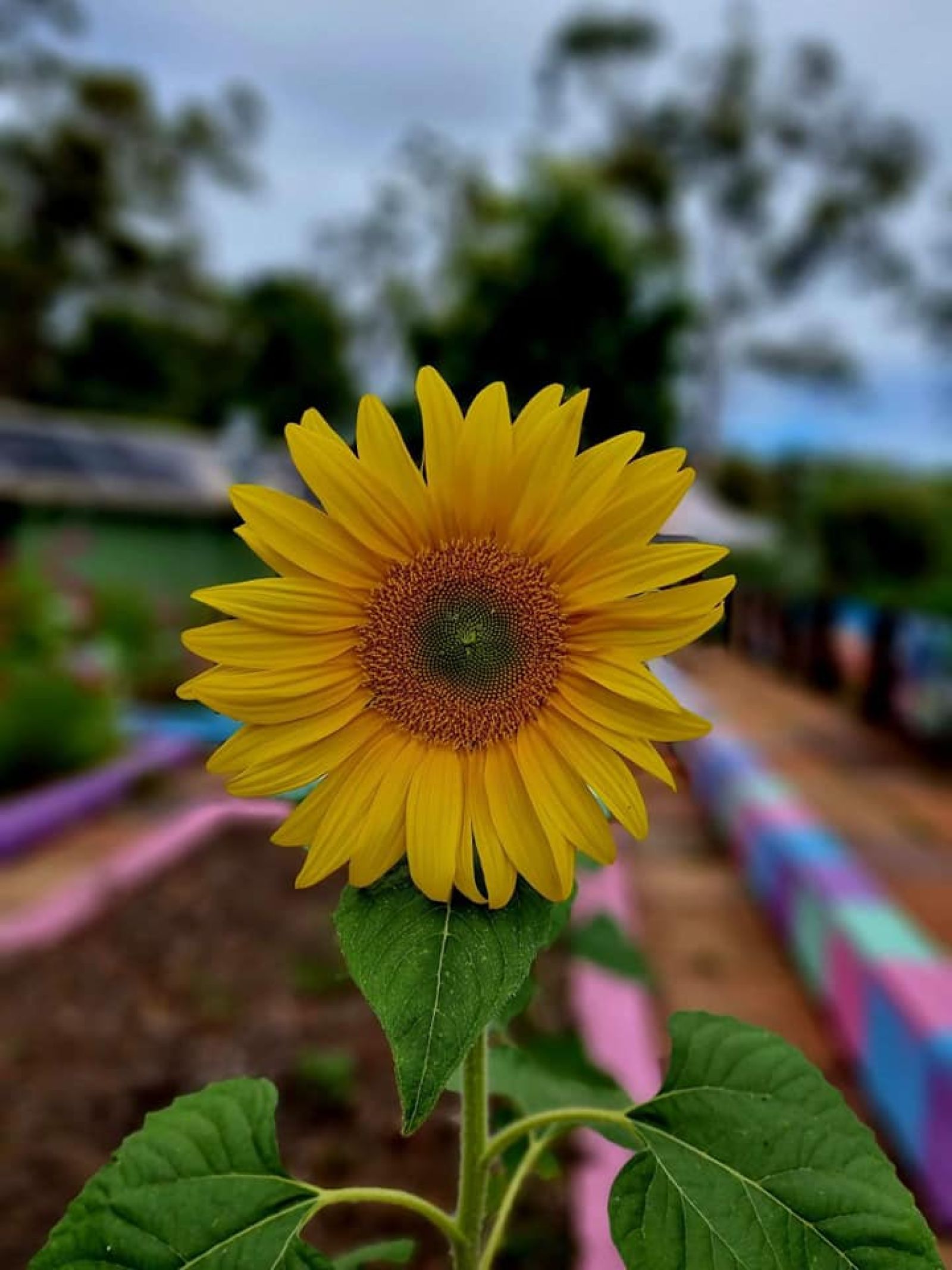 A sunflower in the Community Garden