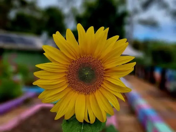 A sunflower in the Community Garden